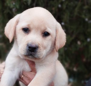 Cadellada de Llauradors Retriever