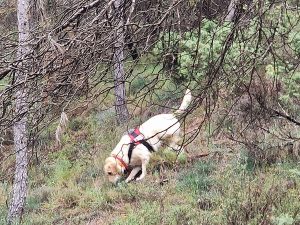 Homologacions dels gossos de recerca de persones perdudes de la Creu Roja al Port del Compte
