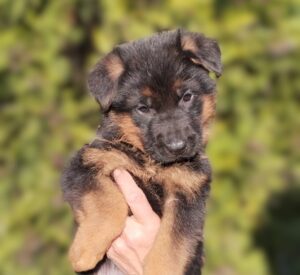 Cadellada de Pastor Alemany