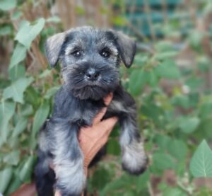 Cadell Schnauzer nan 1