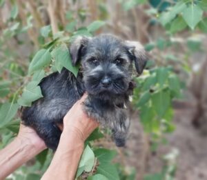 Cadell Schnauzer nan 2