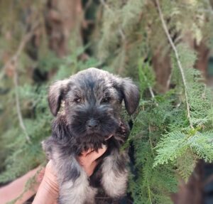 Cadell Schnauzer nan 3