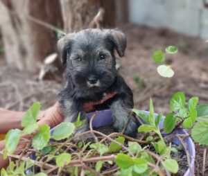 Cadell Schnauzer nan 4