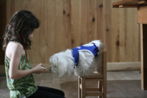 Curs de tècnic/a en teràpies assistides amb gossos – Maig del 2026