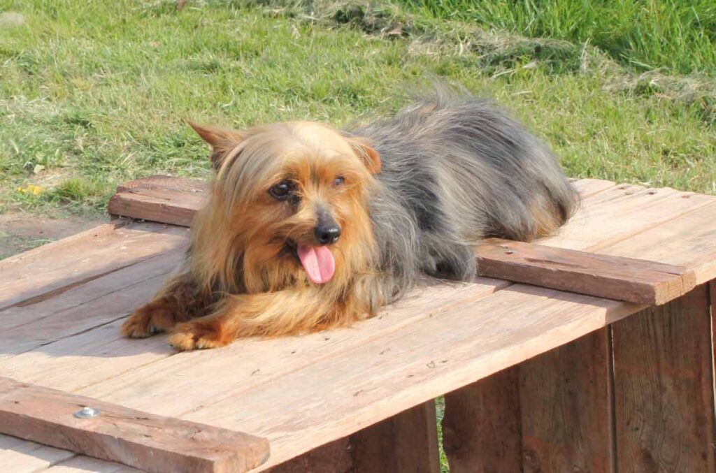 Esmeralda de Drei Mast