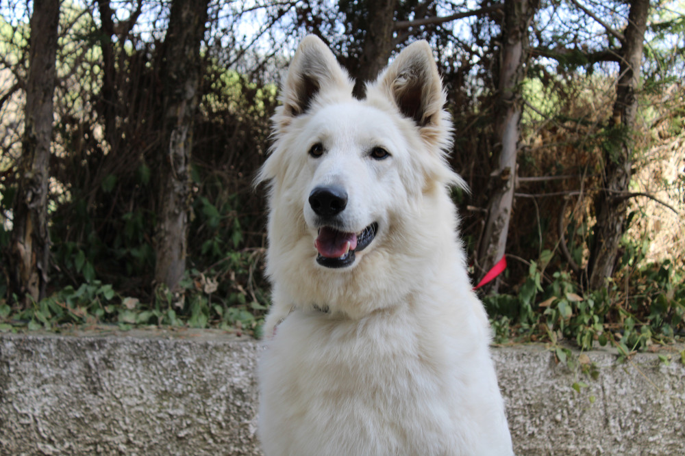 R’hela de Drei Mast