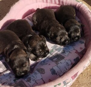 Cadellada de Schnauzer mini sal i pebre