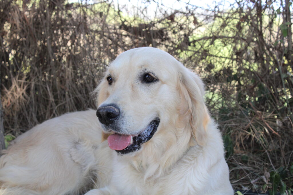 Menta – Zeta de Drei Mast