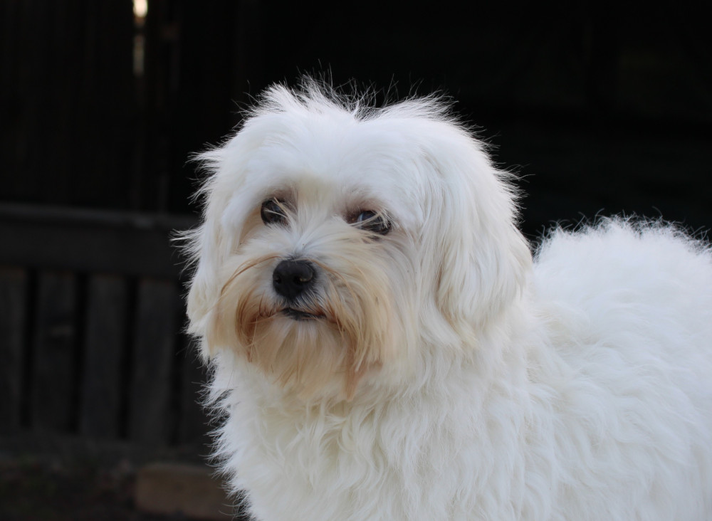 Paquita de Drei Mast