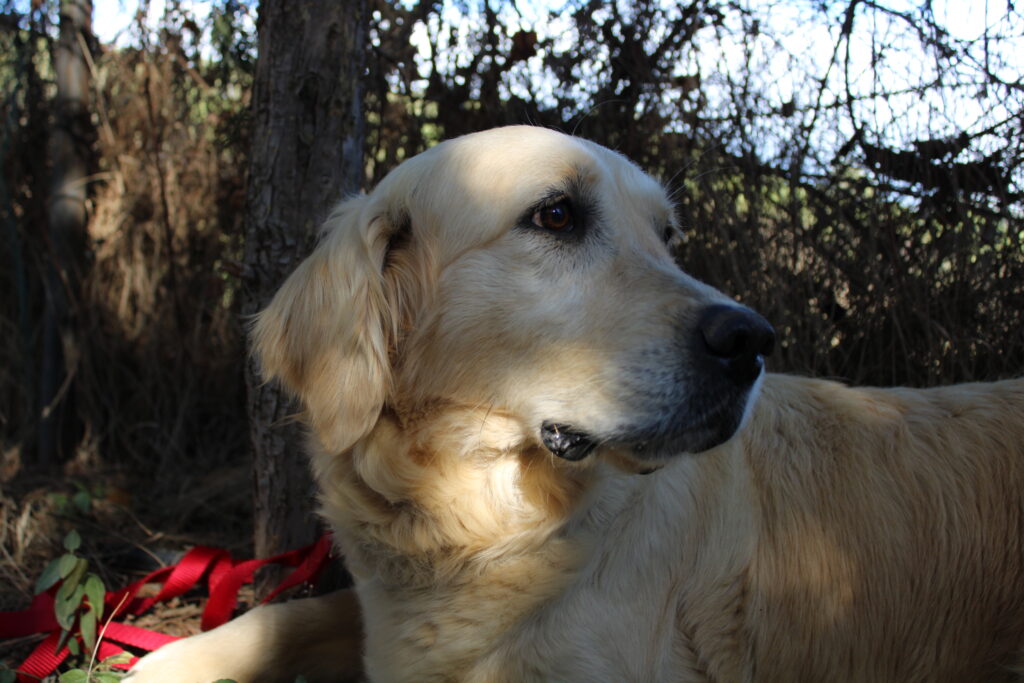 Samba – Yuma de Drei Mast