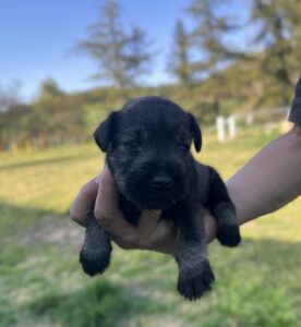 Cachorro Schnauzer nan 1