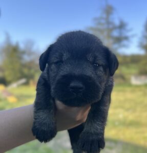 Cadell Schnauzer nan 2