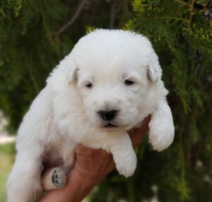 Cachorro Pastor Blanco Suizo Hembra 2