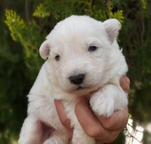 Cachorro Pastor Blanco Suizo Hembra 4