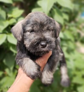 Cadell Schnauzer nan 1