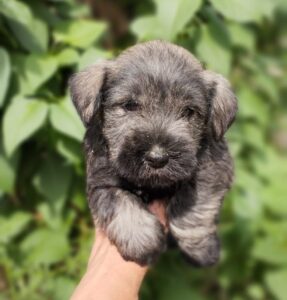 Cadell Schnauzer nan 2
