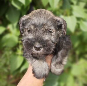 Cadell Schnauzer nan 3