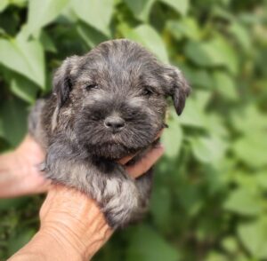 Cachorro Schnauzer nan 4